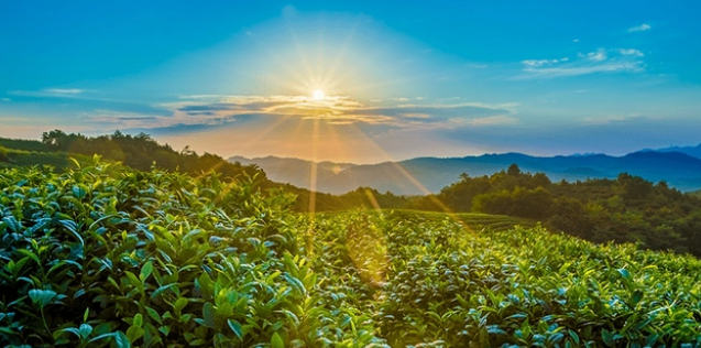視頻號(hào)茶葉類(lèi)目需要報(bào)白么？具體入駐流程有哪些？