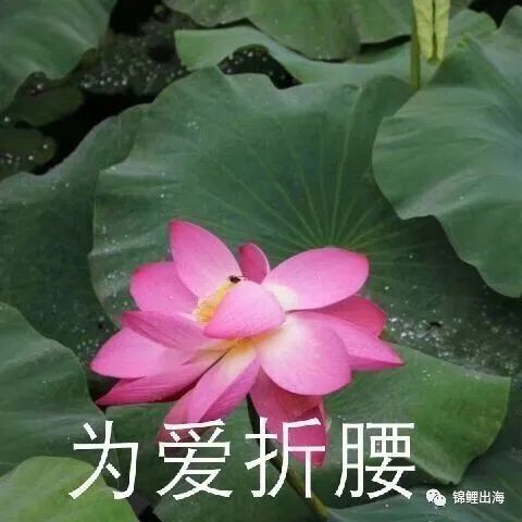 Shopify獨(dú)立站收款如何解決？手把手教會(huì)你注冊(cè)企業(yè)PayPal！