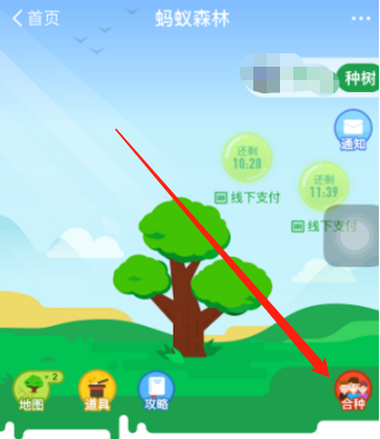 支付寶合種的樹取什么名字？有意義合種樹名字大全