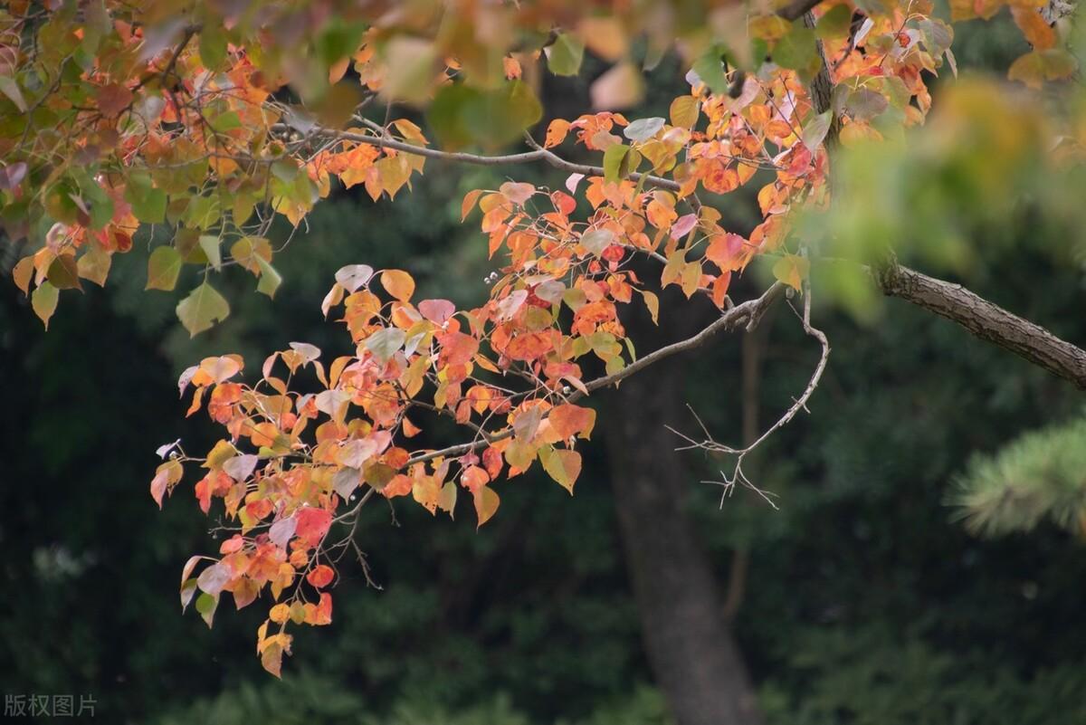 抖音簡介吸粉簡單大全（分享抖音個人簡介吸粉文案寫作技巧）