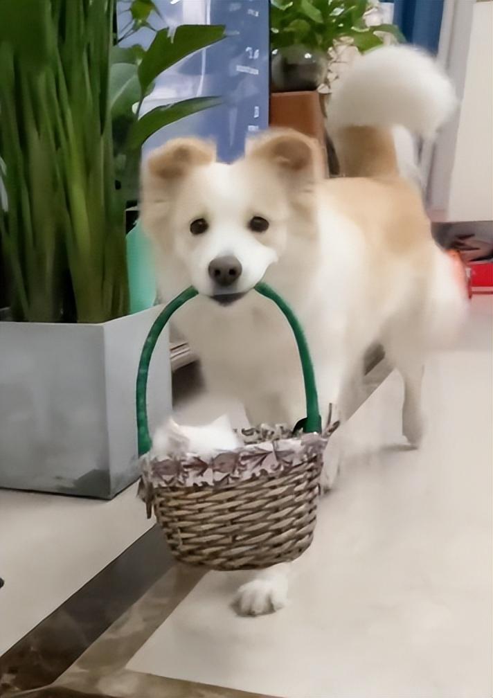 網紅狗排行前十名是誰？ 盤點那些全網最受歡迎的網紅犬
