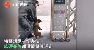 網紅狗排行前十名是誰？ 盤點那些全網最受歡迎的網紅犬