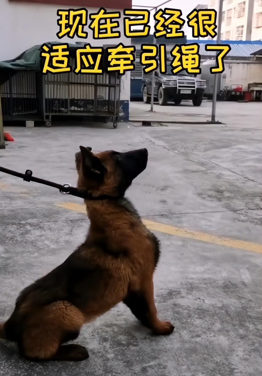 網紅狗排行前十名是誰？ 盤點那些全網最受歡迎的網紅犬