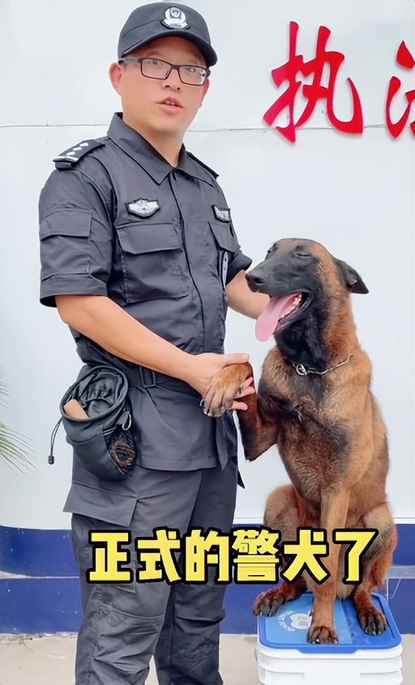 網紅狗排行前十名是誰？ 盤點那些全網最受歡迎的網紅犬