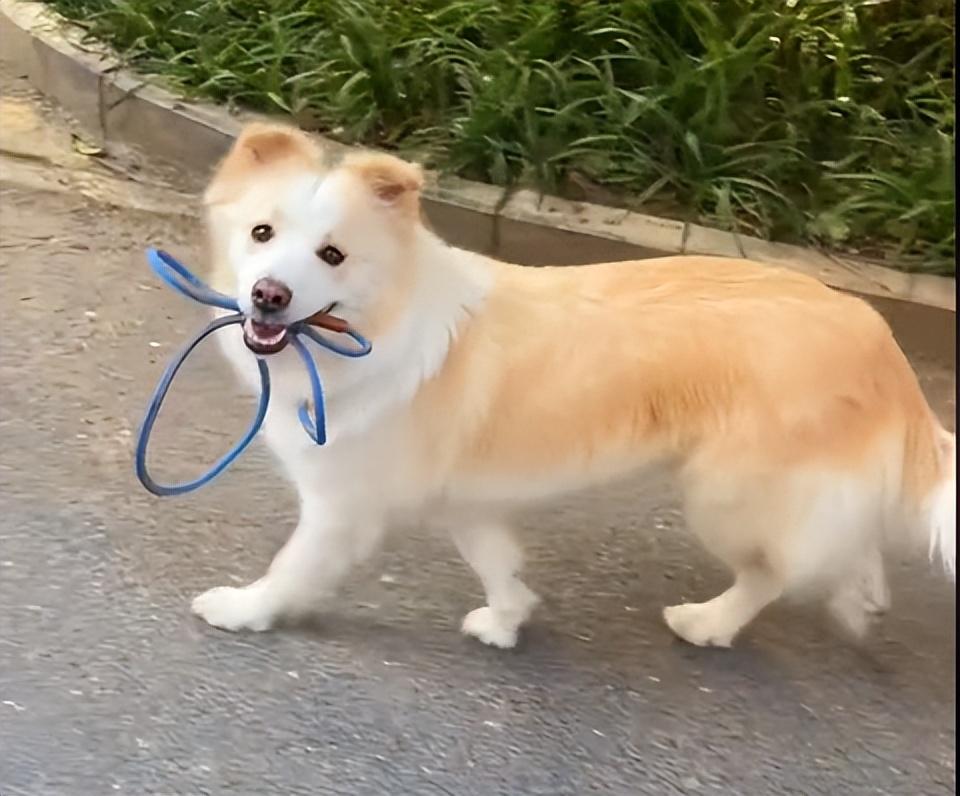 網紅狗排行前十名是誰？ 盤點那些全網最受歡迎的網紅犬