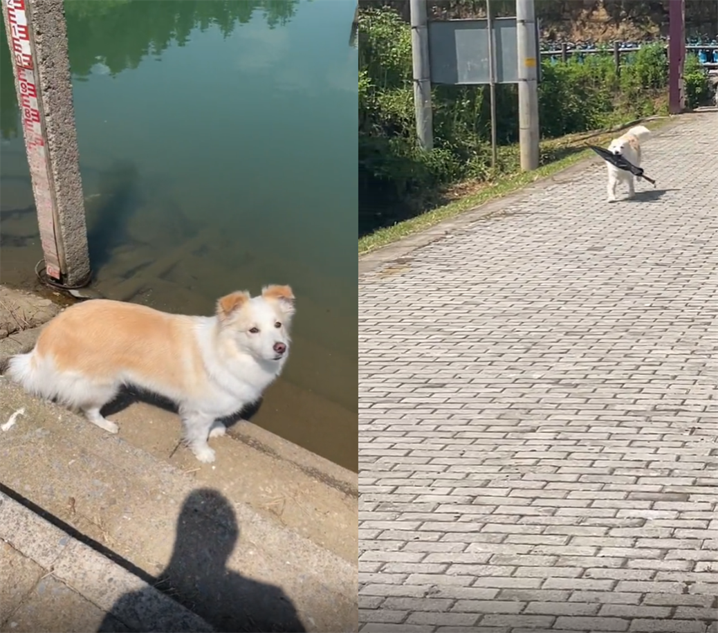 網紅狗排行前十名是誰？ 盤點那些全網最受歡迎的網紅犬