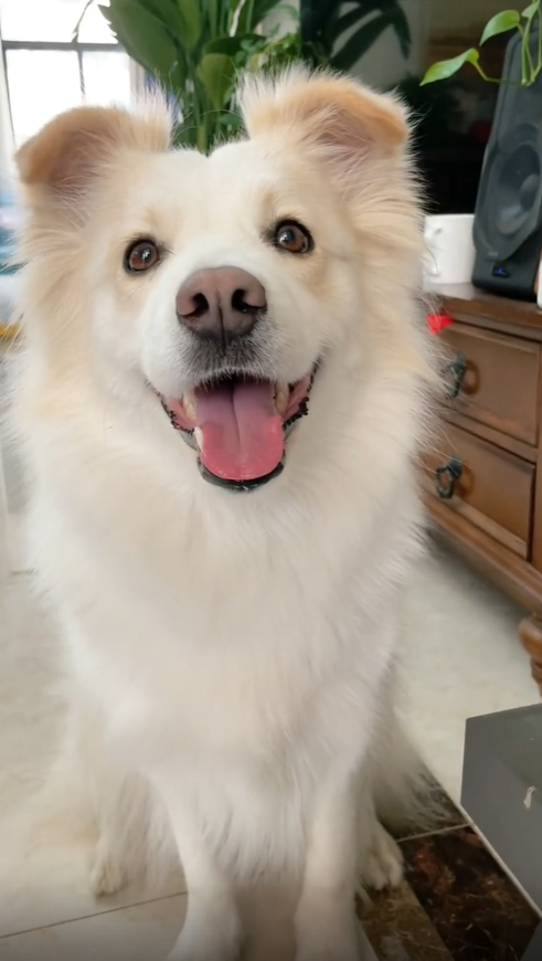 網紅狗排行前十名是誰？ 盤點那些全網最受歡迎的網紅犬