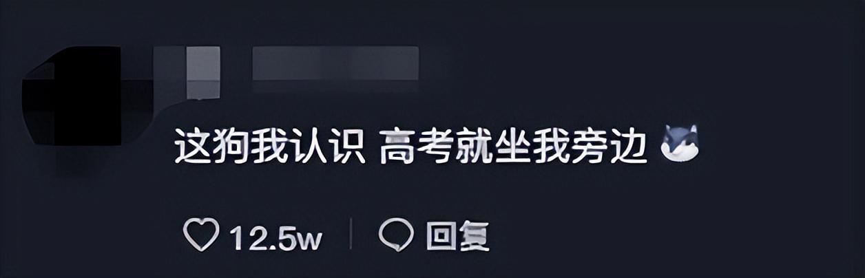 網紅狗排行前十名是誰？ 盤點那些全網最受歡迎的網紅犬