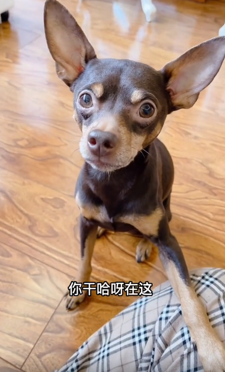 網紅狗排行前十名是誰？ 盤點那些全網最受歡迎的網紅犬