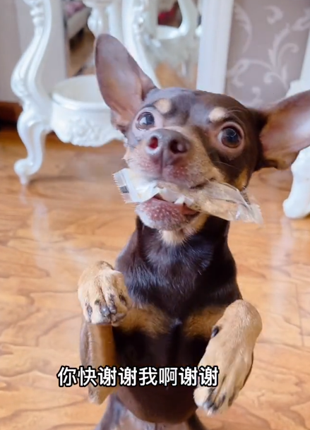 網紅狗排行前十名是誰？ 盤點那些全網最受歡迎的網紅犬