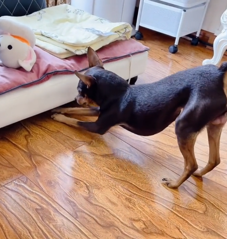 網紅狗排行前十名是誰？ 盤點那些全網最受歡迎的網紅犬