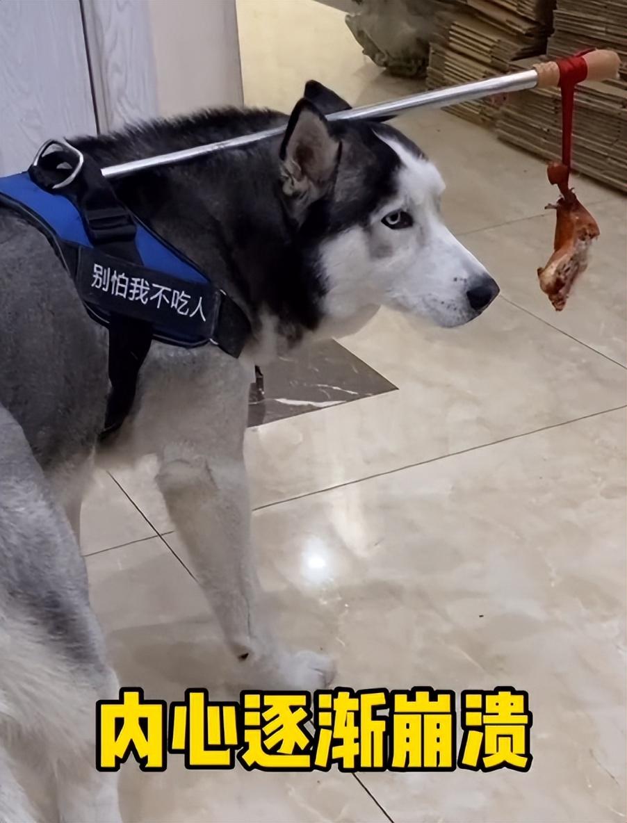 網紅狗排行前十名是誰？ 盤點那些全網最受歡迎的網紅犬