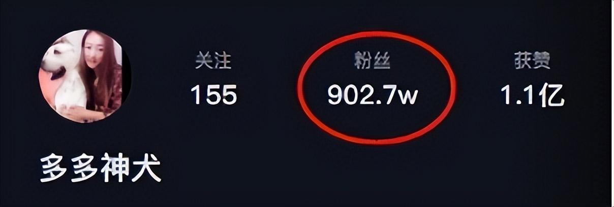 網紅狗排行前十名是誰？ 盤點那些全網最受歡迎的網紅犬