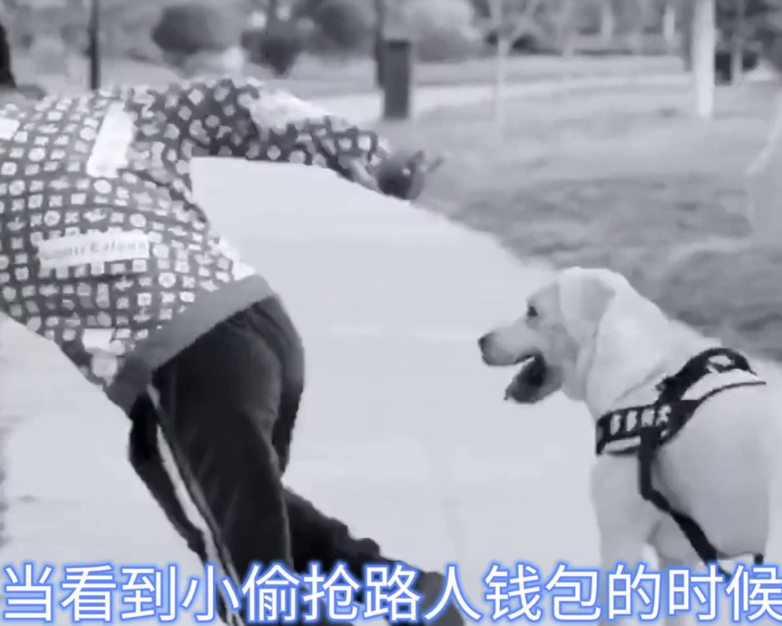 網紅狗排行前十名是誰？ 盤點那些全網最受歡迎的網紅犬
