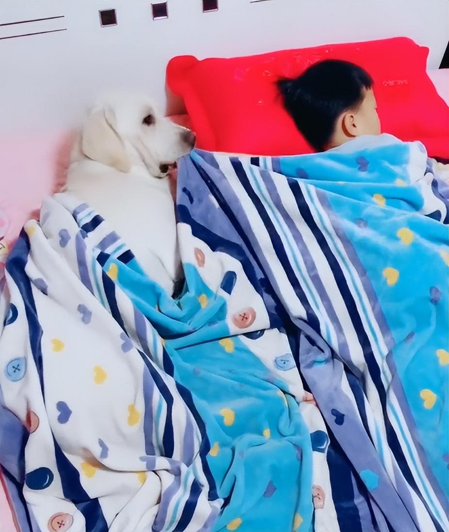 網紅狗排行前十名是誰？ 盤點那些全網最受歡迎的網紅犬