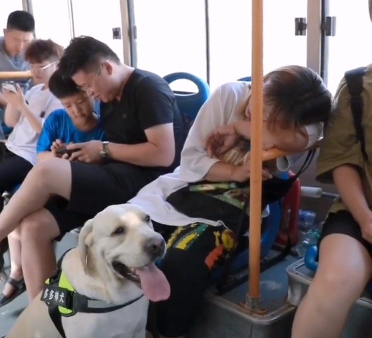 網紅狗排行前十名是誰？ 盤點那些全網最受歡迎的網紅犬