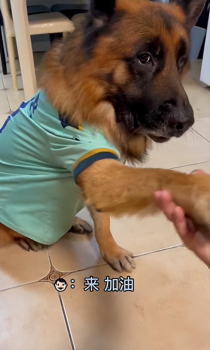網紅狗排行前十名是誰？ 盤點那些全網最受歡迎的網紅犬