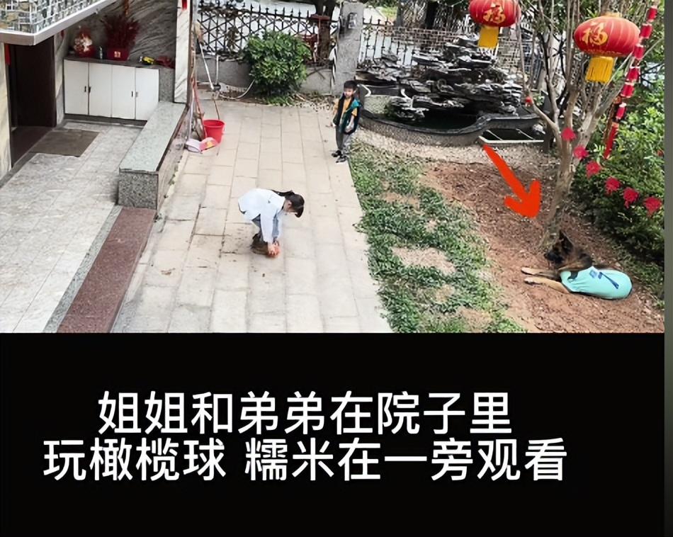 網紅狗排行前十名是誰？ 盤點那些全網最受歡迎的網紅犬