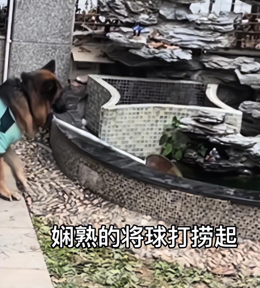 網紅狗排行前十名是誰？ 盤點那些全網最受歡迎的網紅犬