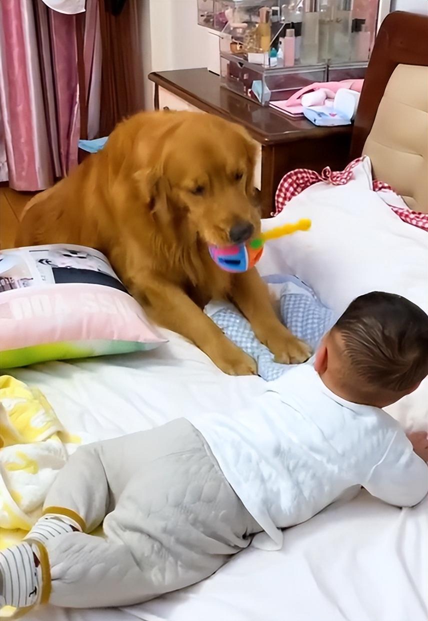 網紅狗排行前十名是誰？ 盤點那些全網最受歡迎的網紅犬