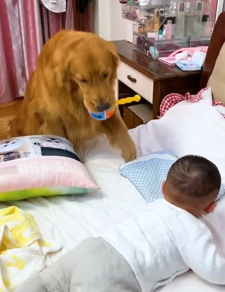 網紅狗排行前十名是誰？ 盤點那些全網最受歡迎的網紅犬
