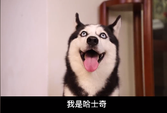 網紅狗排行前十名是誰？ 盤點那些全網最受歡迎的網紅犬