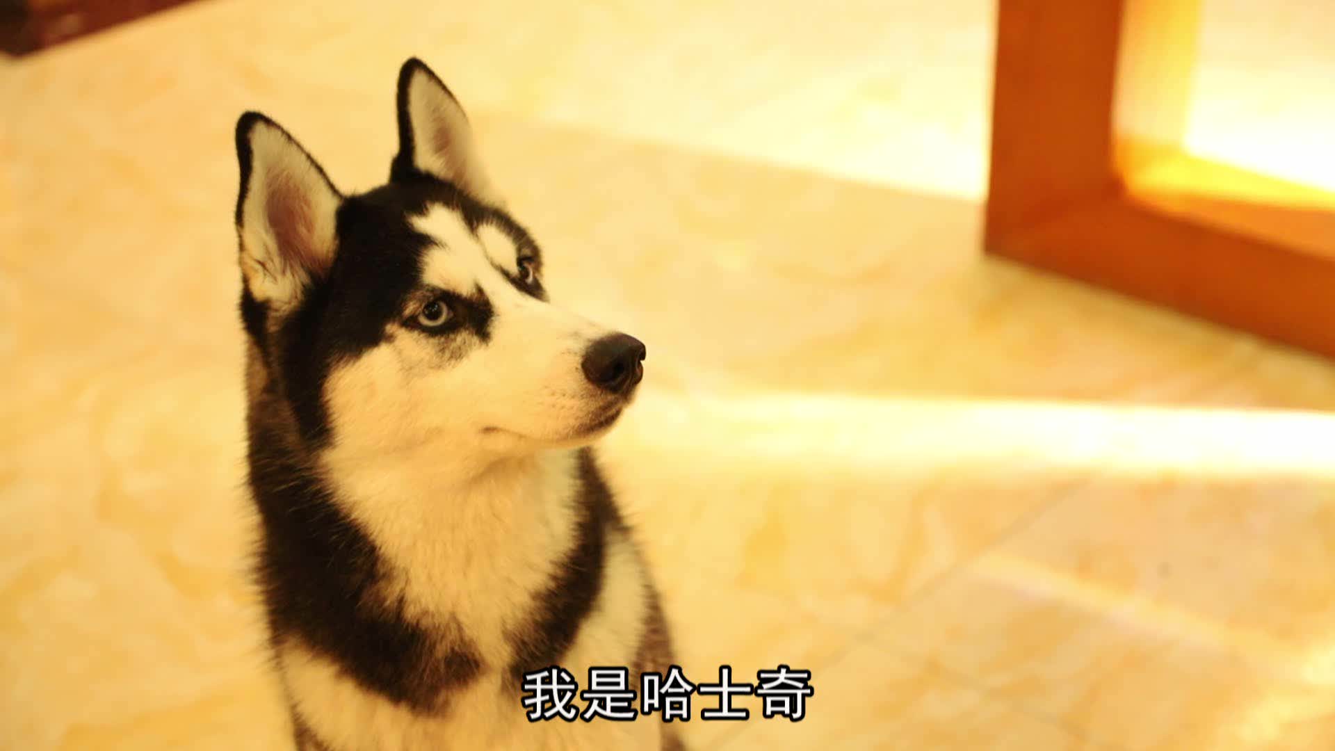 網紅狗排行前十名是誰？ 盤點那些全網最受歡迎的網紅犬