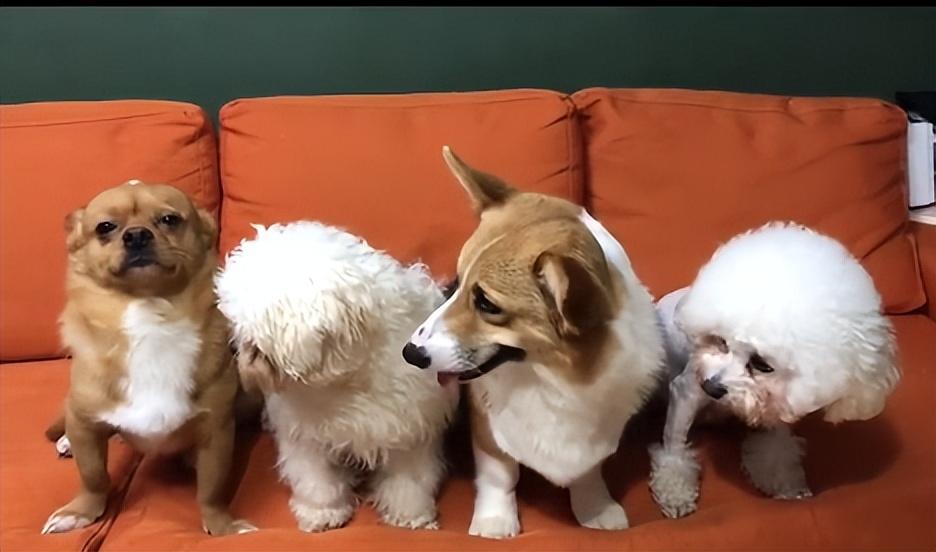 網紅狗排行前十名是誰？ 盤點那些全網最受歡迎的網紅犬