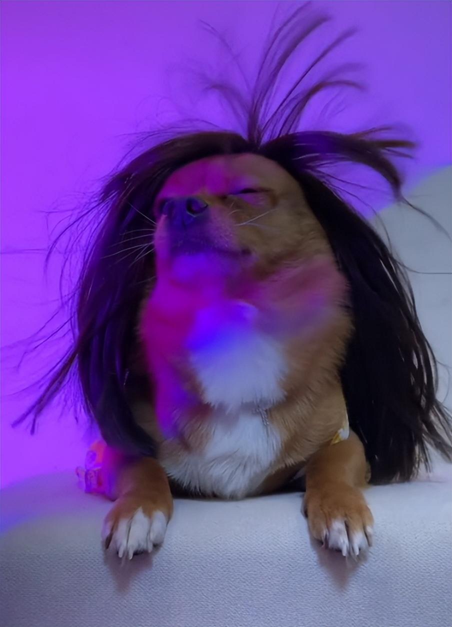 網紅狗排行前十名是誰？ 盤點那些全網最受歡迎的網紅犬