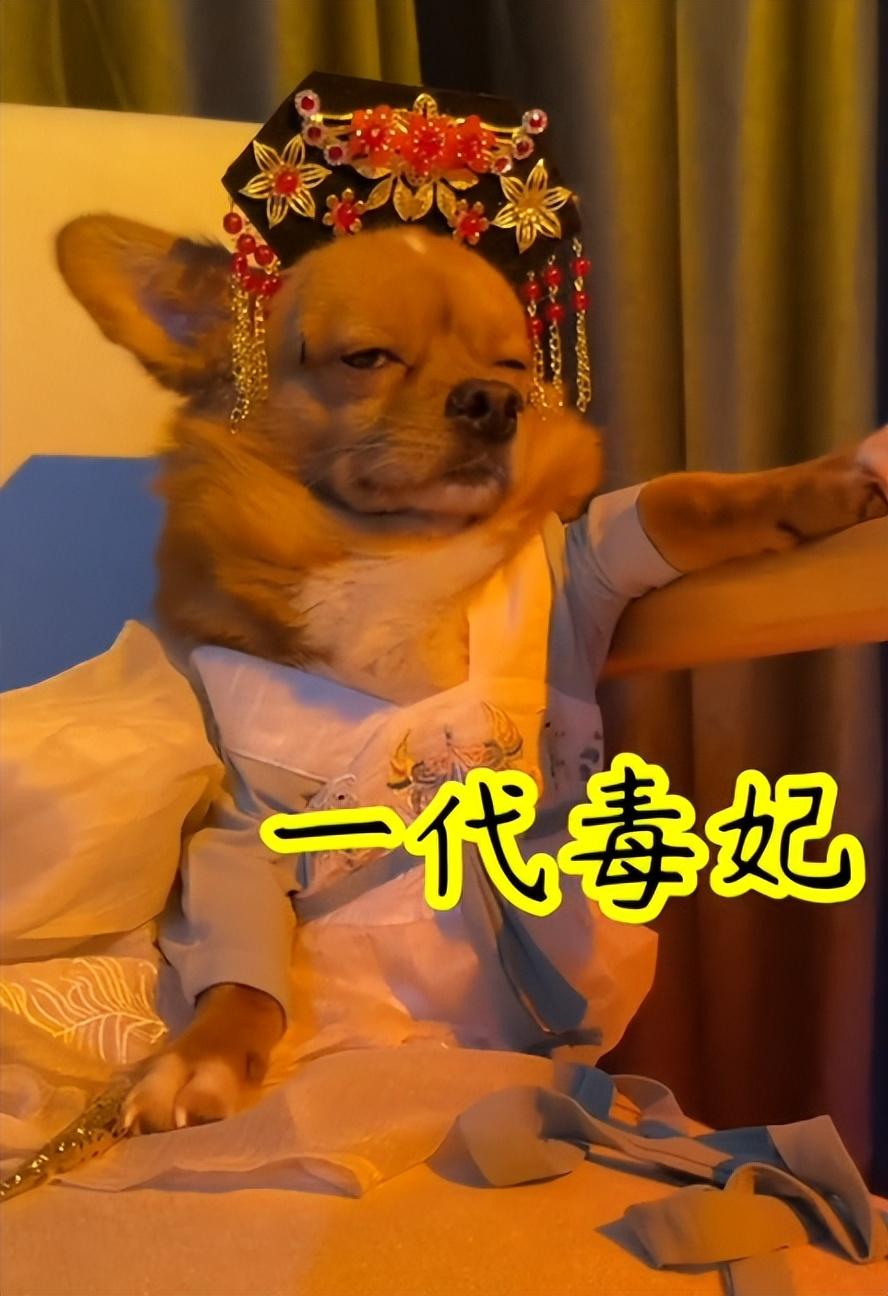 網紅狗排行前十名是誰？ 盤點那些全網最受歡迎的網紅犬