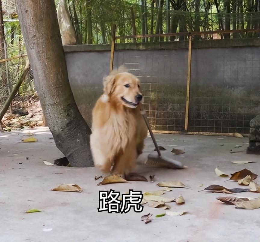 網紅狗排行前十名是誰？ 盤點那些全網最受歡迎的網紅犬