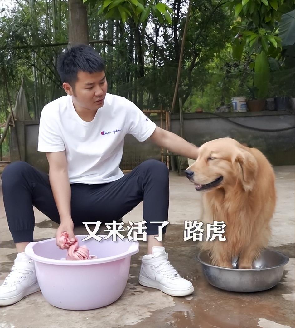網紅狗排行前十名是誰？ 盤點那些全網最受歡迎的網紅犬