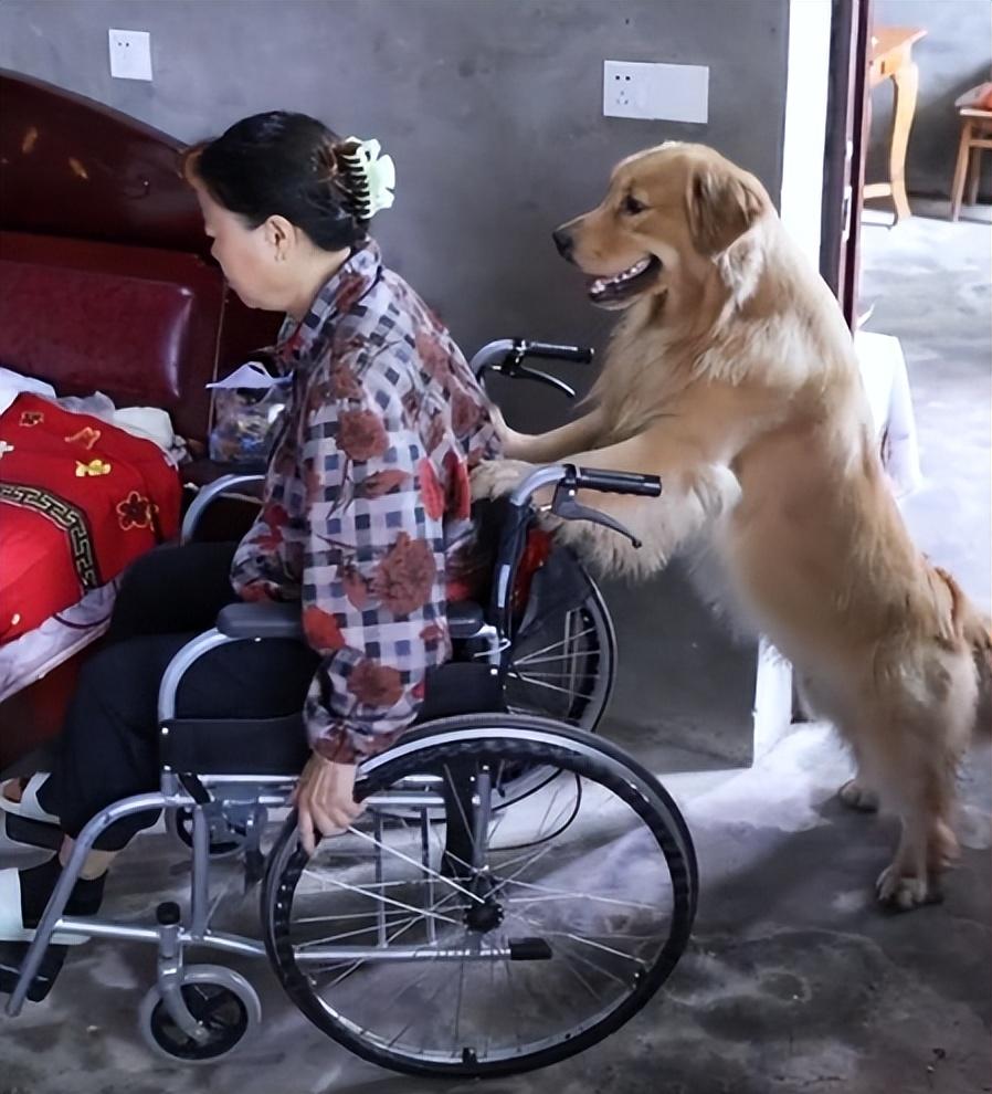 網紅狗排行前十名是誰？ 盤點那些全網最受歡迎的網紅犬