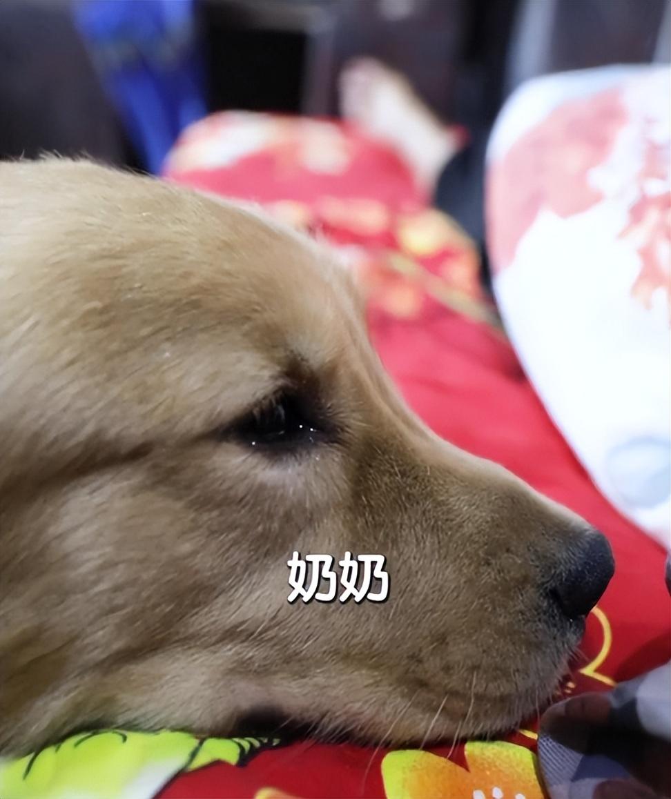 網紅狗排行前十名是誰？ 盤點那些全網最受歡迎的網紅犬