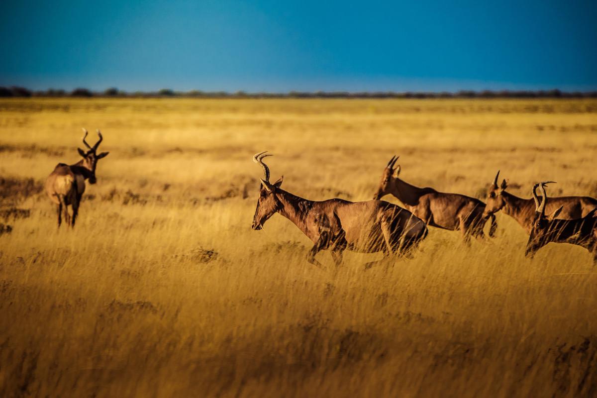 中心構(gòu)圖的特點（九種常見構(gòu)圖法解析）