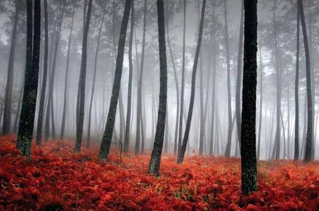 中心構(gòu)圖的特點（九種常見構(gòu)圖法解析）