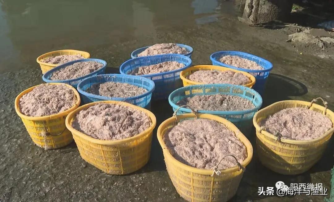 蝦皮多少錢一斤（蝦皮的功效與作用）
