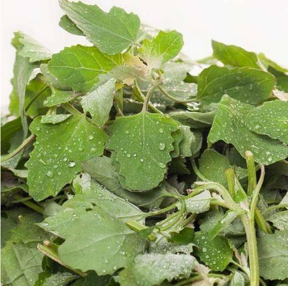 灰條菜的功效與作用？解析灰灰菜的作用與禁忌