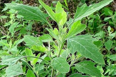 灰條菜的功效與作用？解析灰灰菜的作用與禁忌