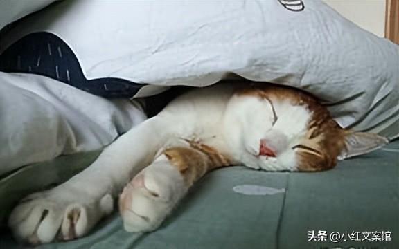 抖音文案怎么寫吸引人（抖音簡短容易上熱門文案合集）