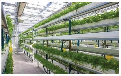 生產經營方式有哪些？盤點幾種現代農業生產經營的常見模式