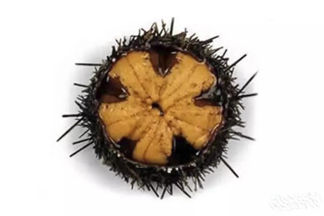 常吃的海產(chǎn)品有哪些？十大常見海鮮種類