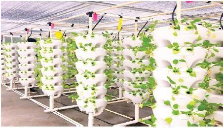 生產經營方式有哪些？盤點幾種現代農業生產經營的常見模式