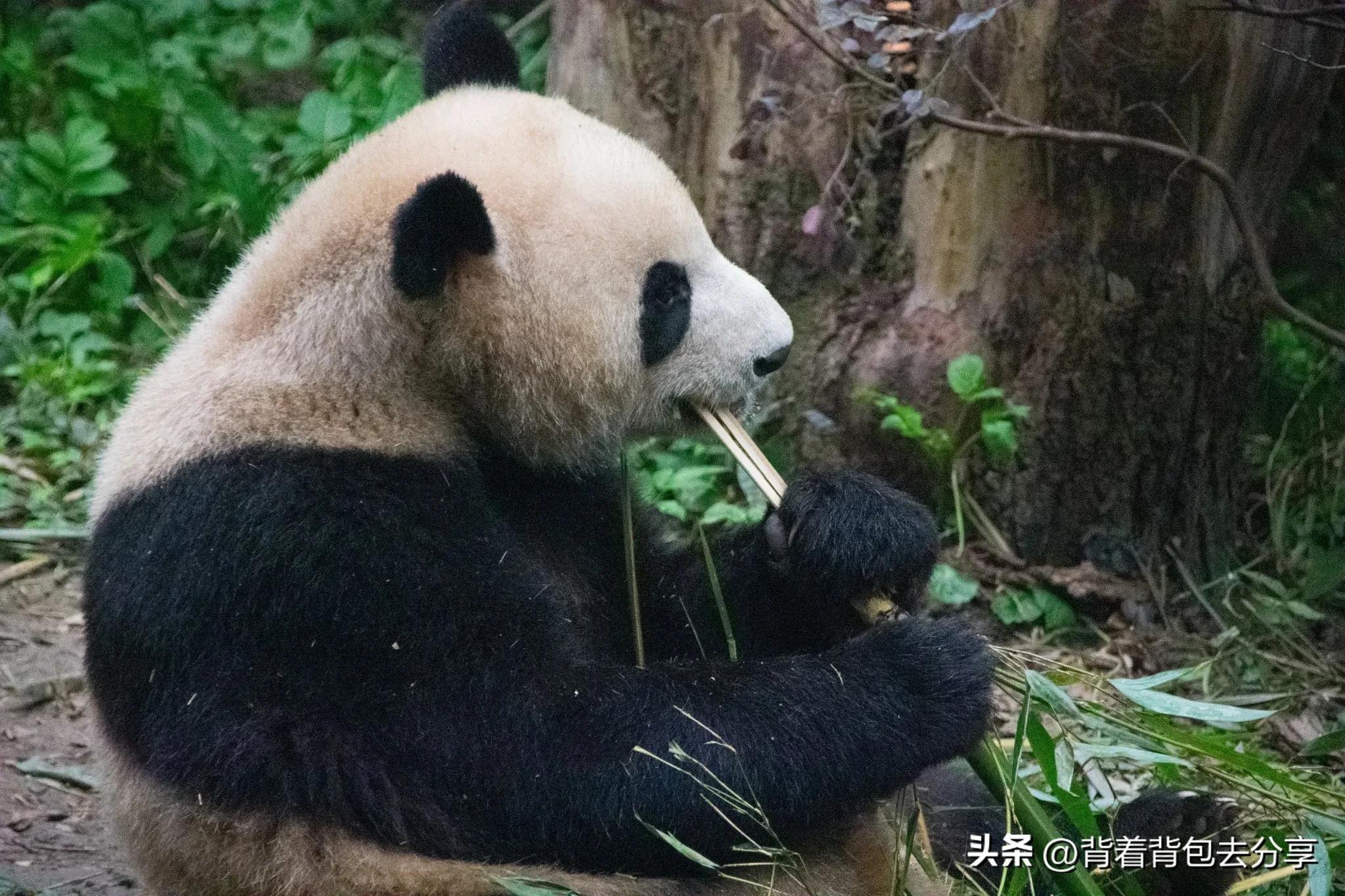 中國有什么好玩的地方？中國旅游必去十大城市推薦