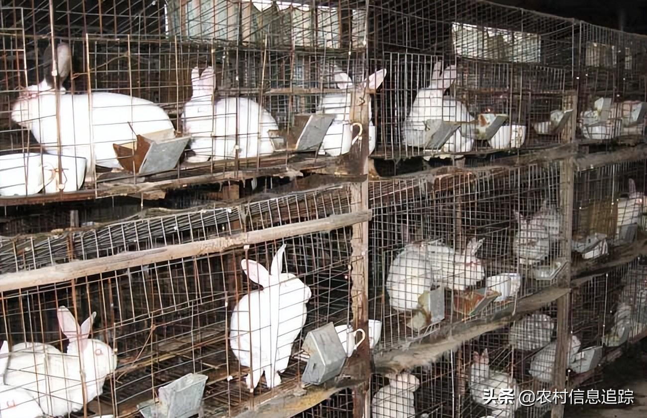 家庭養殖好項目有哪些？不愁銷路可致富的農村養殖項目推薦