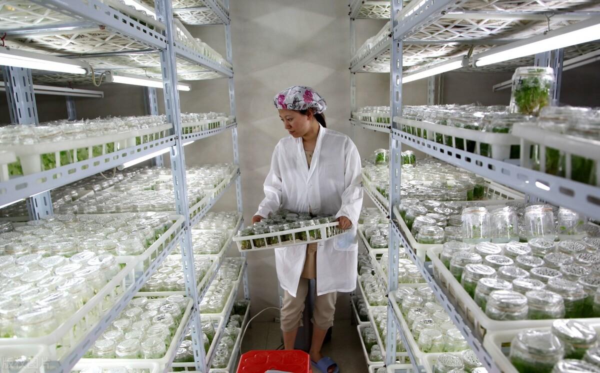 半成品加工項目手工活（家庭小工廠半成品代加工項目推薦）