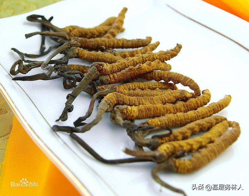 銷售冬蟲夏草需要什么資質？銷售冬蟲夏草的方法介紹及注意事項