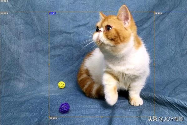 ps中的切片工具怎么用？ps用戶切片和自動切片的區別是什么？