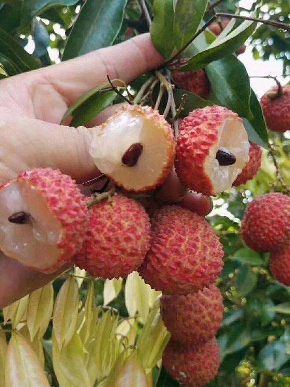 新致富項(xiàng)目種植（2023年不愁銷路的種植模式推薦）