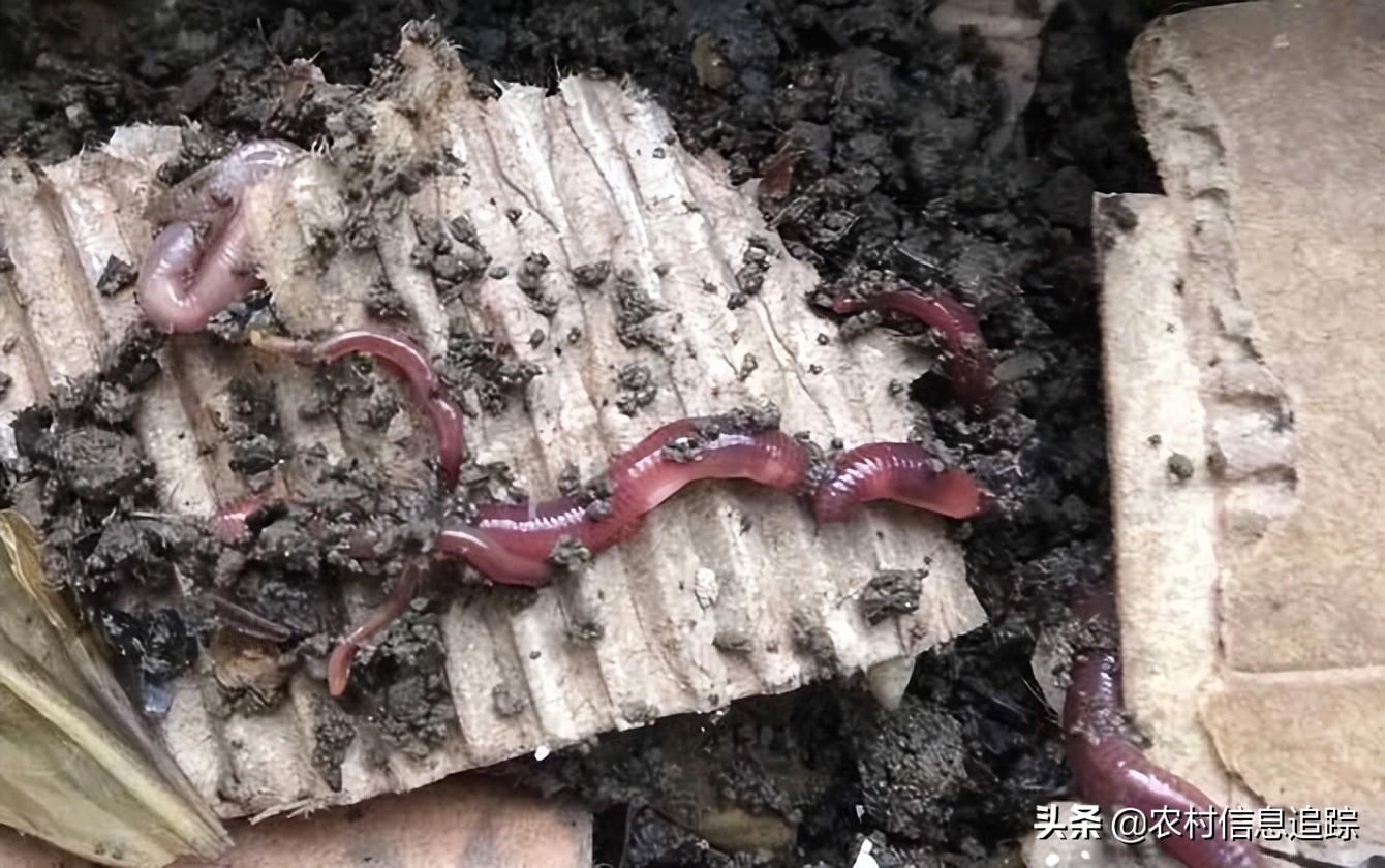 家庭養殖好項目有哪些？不愁銷路可致富的農村養殖項目推薦